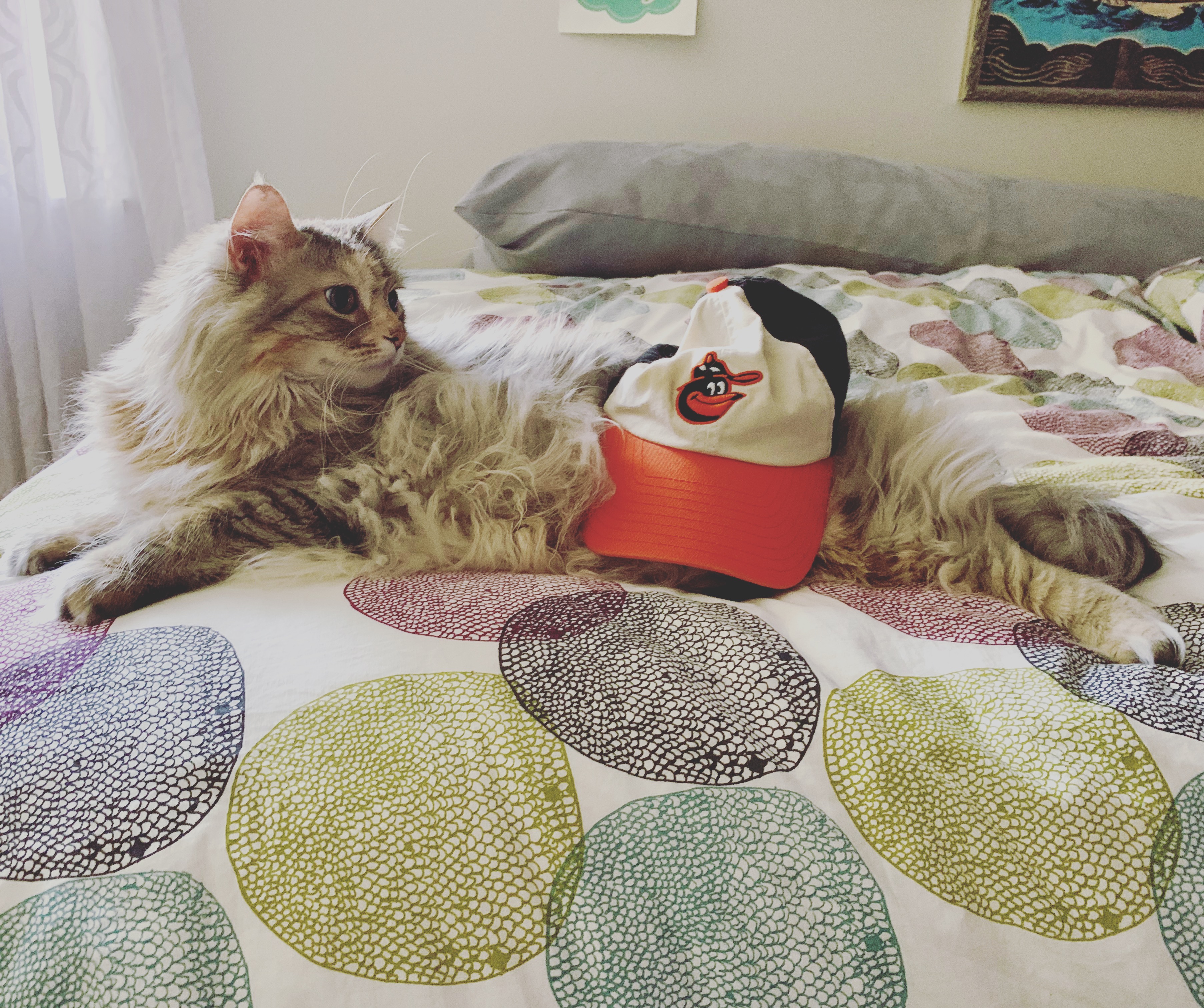 Cat photo