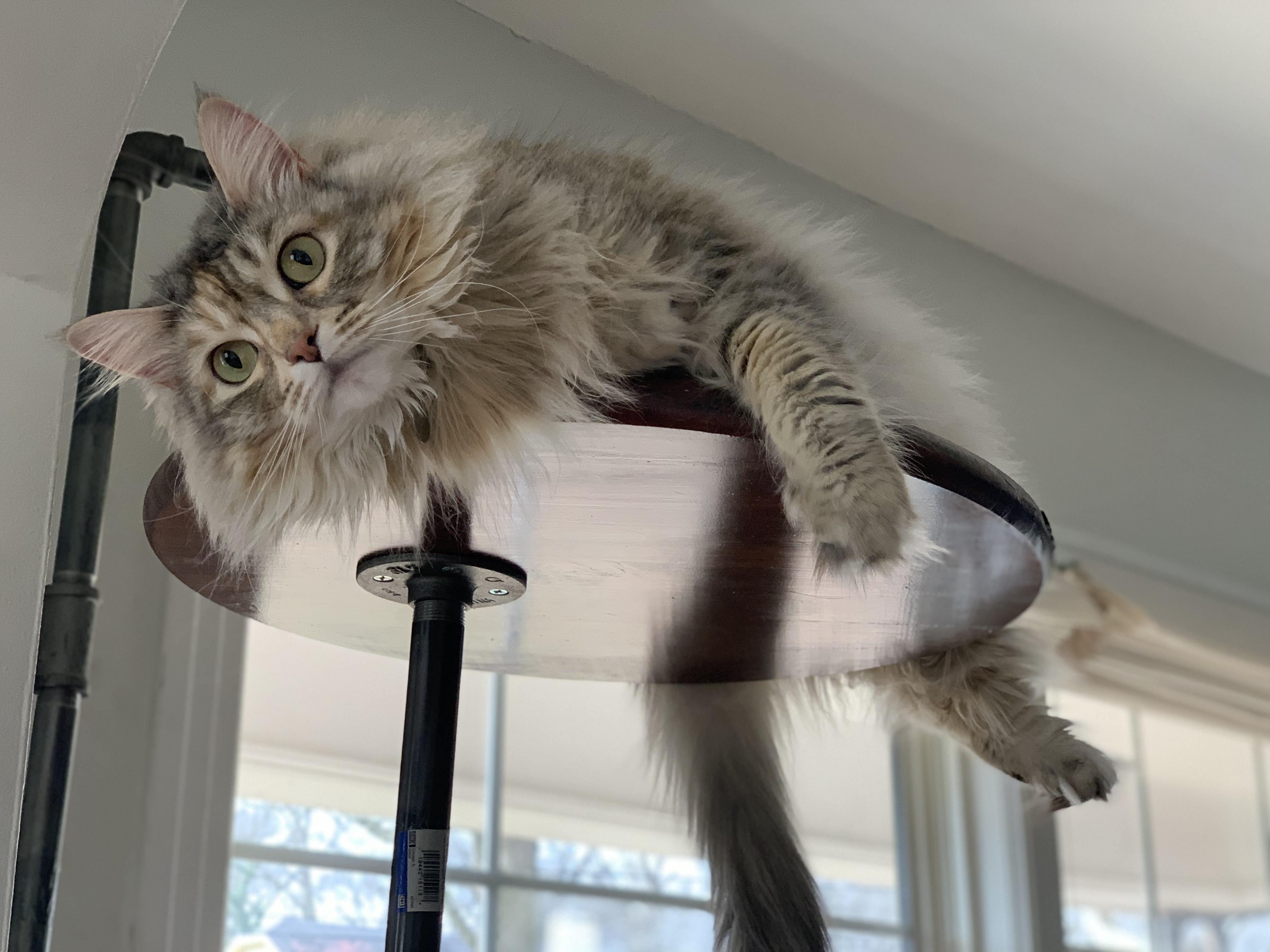 Cat photo