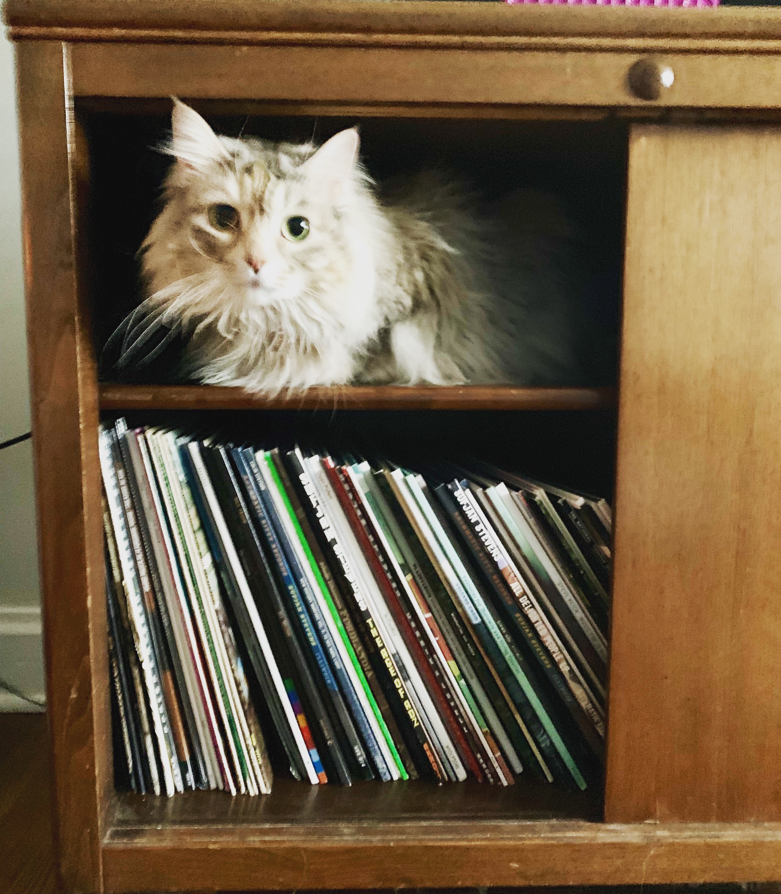 Cat photo
