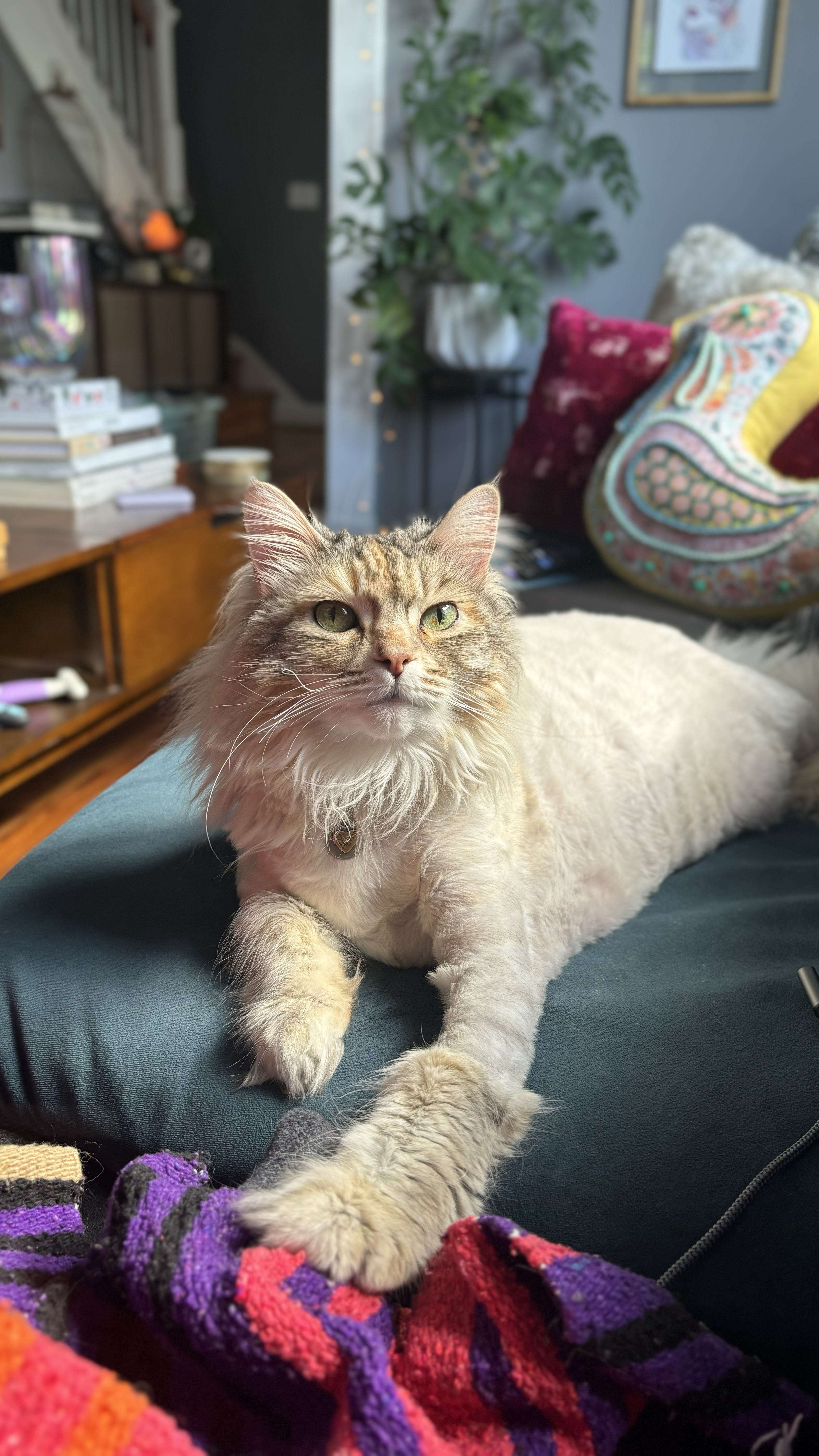 Cat photo