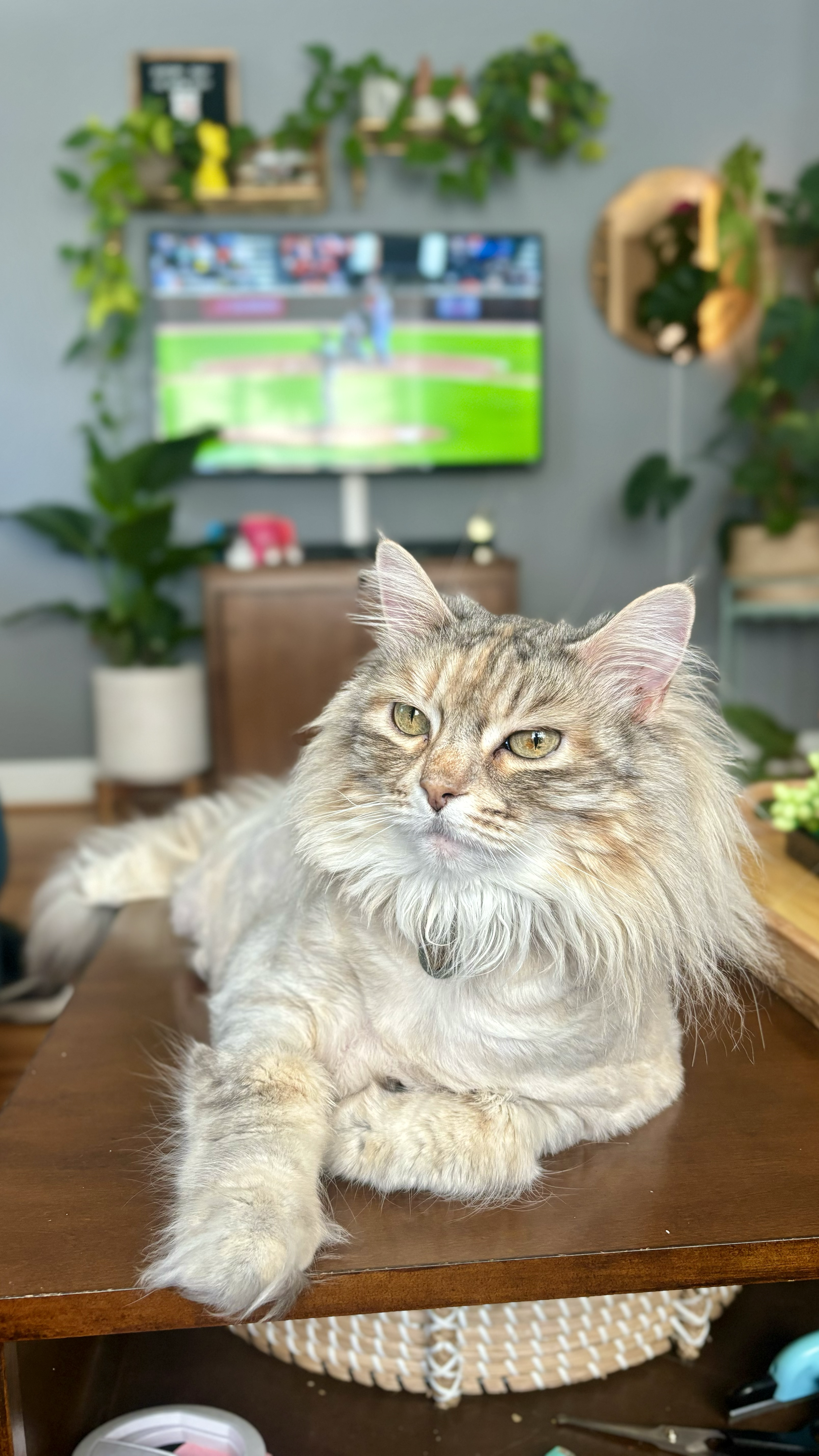 Cat photo