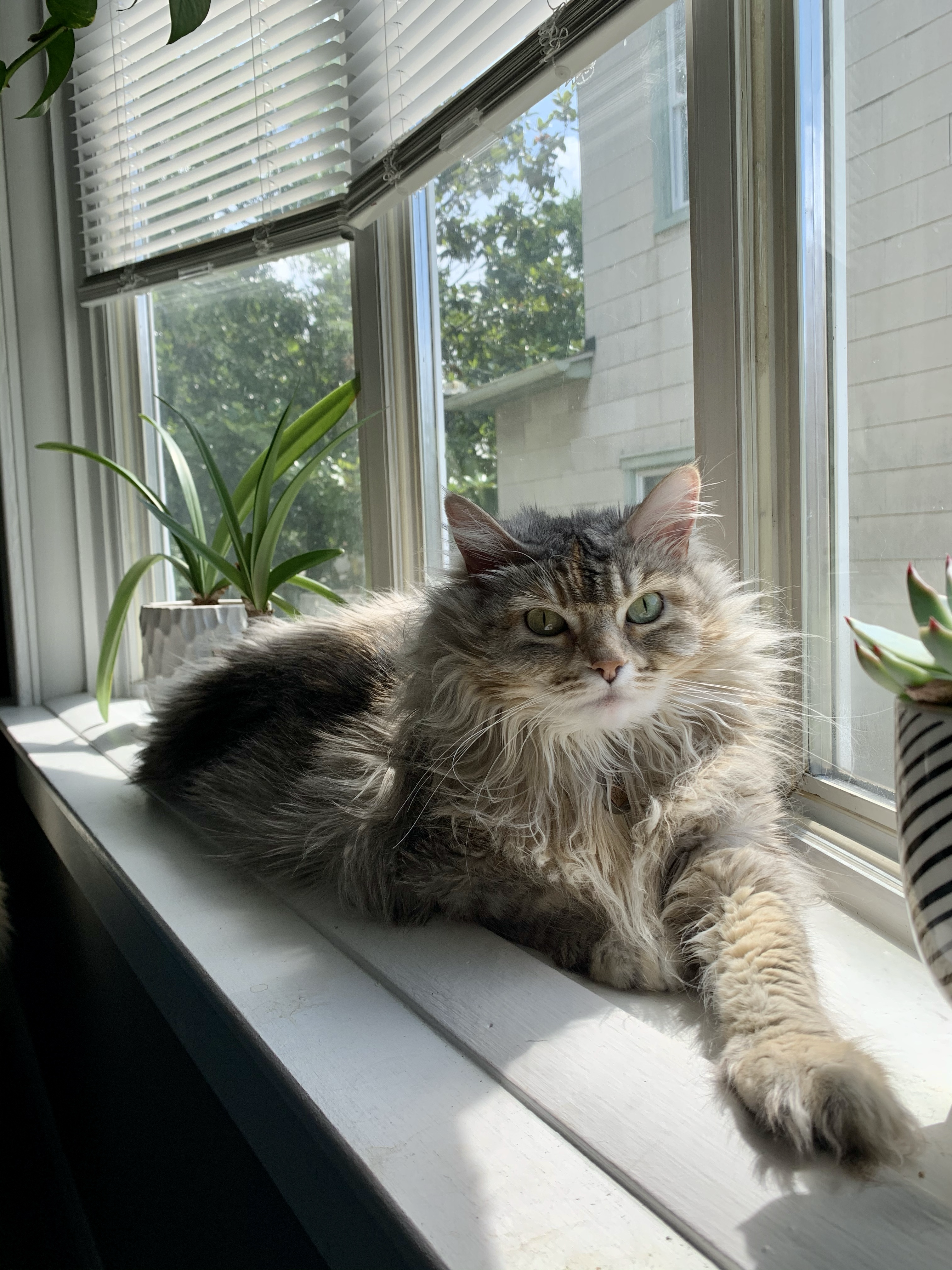 Cat photo