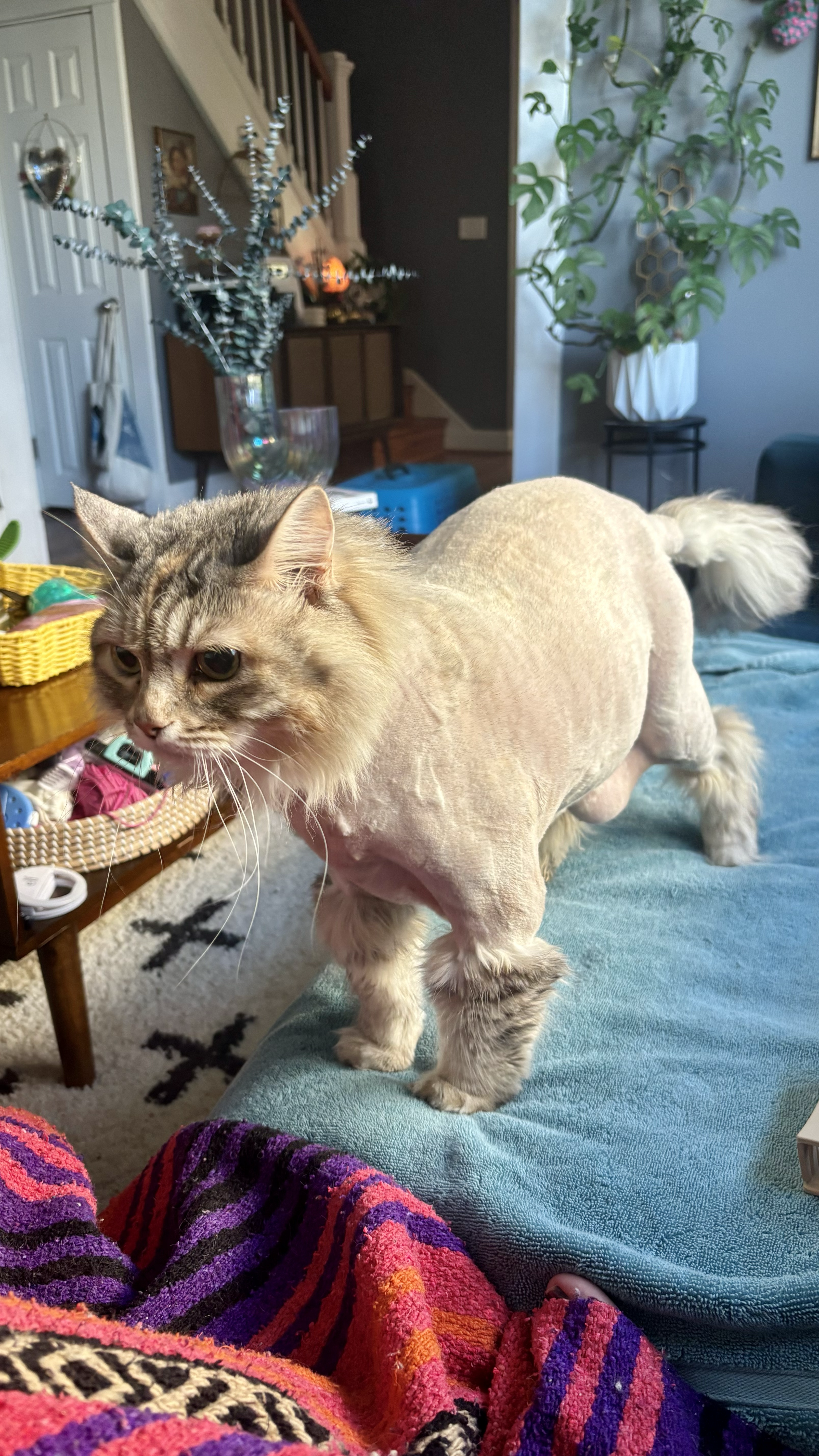 Cat photo